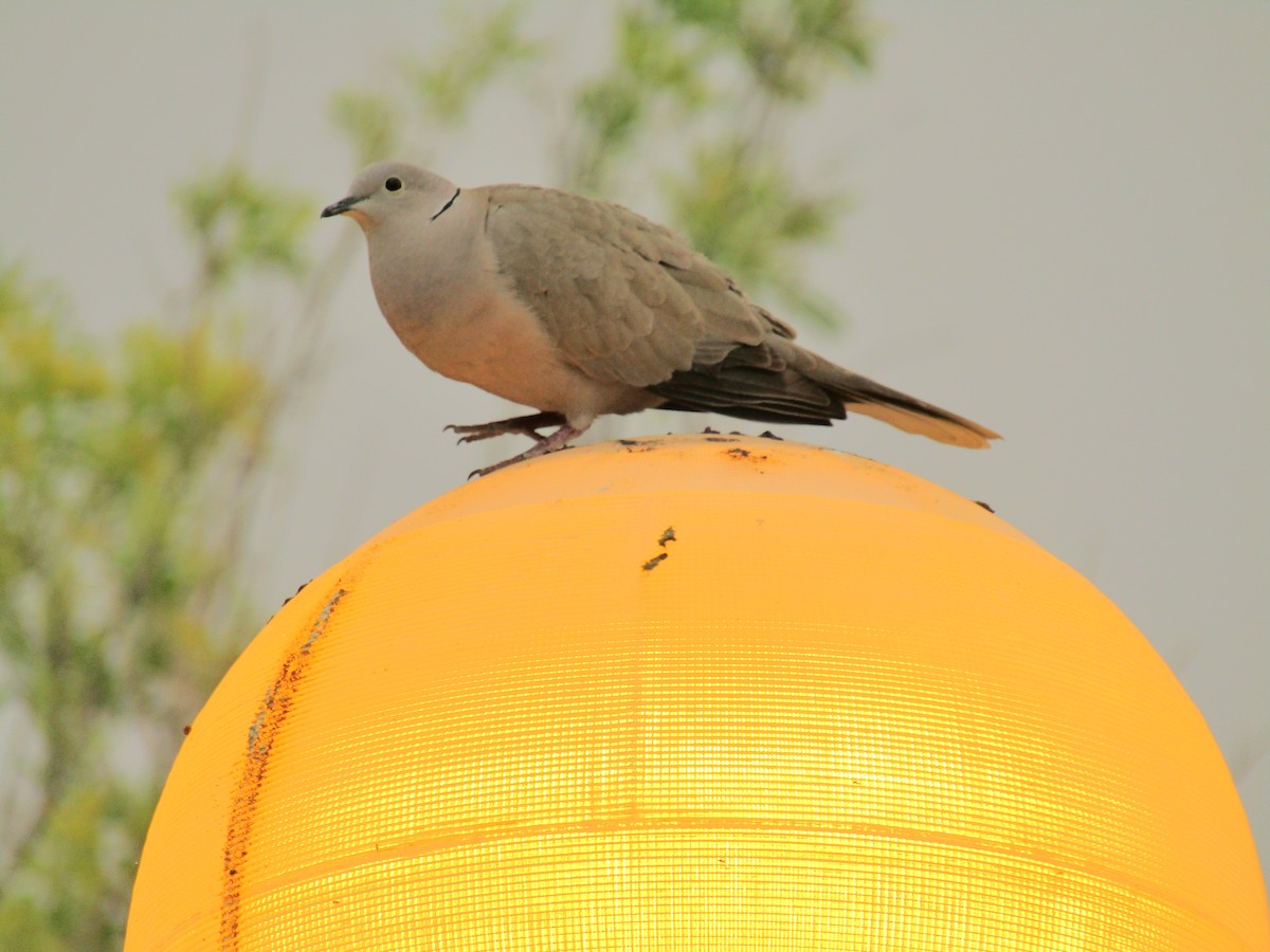 シラコバト - ML647668803