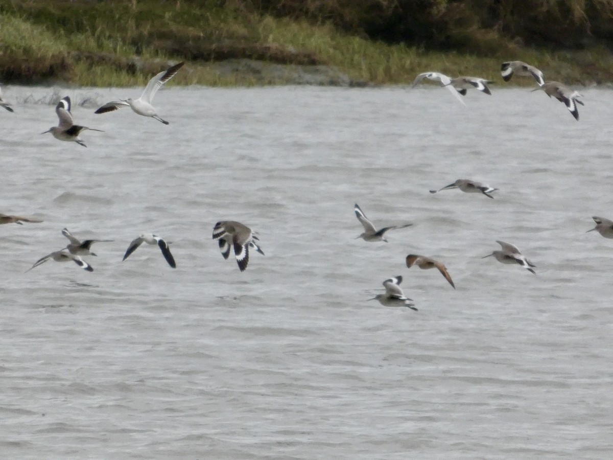 アメリカソリハシセイタカシギ - ML647668804