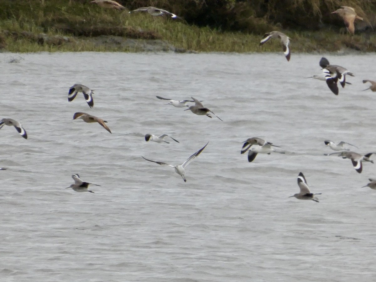 アメリカソリハシセイタカシギ - ML647668805