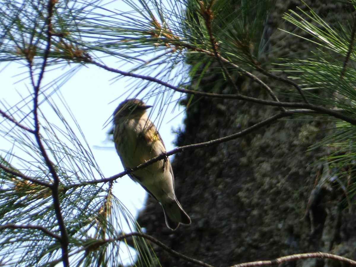 キヅタアメリカムシクイ（coronata） - ML647668806