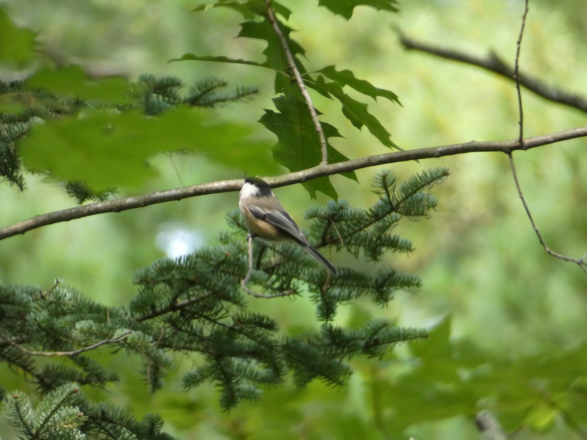 Black-capped Chickadee - ML647668807