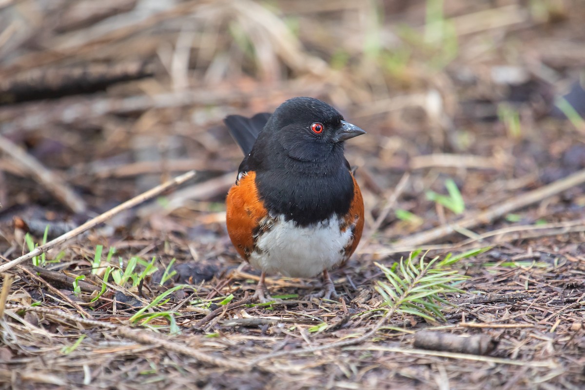 Spotted Towhee - ML647668808