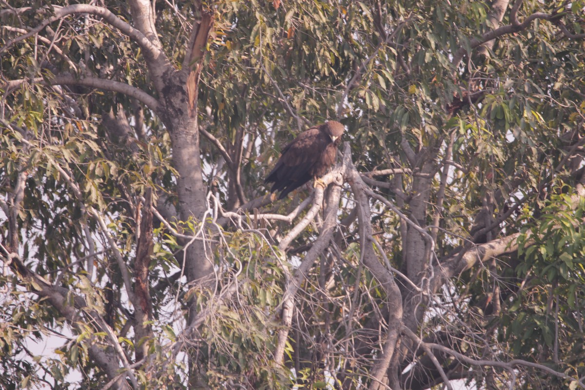 花鵰 - ML647668811