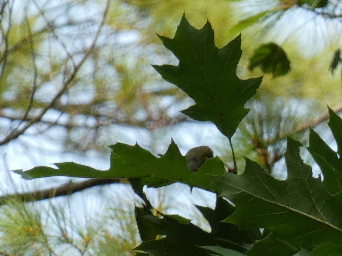 new world warbler sp. - ML647668813