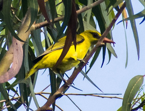 Indian Golden Oriole - ML647668814