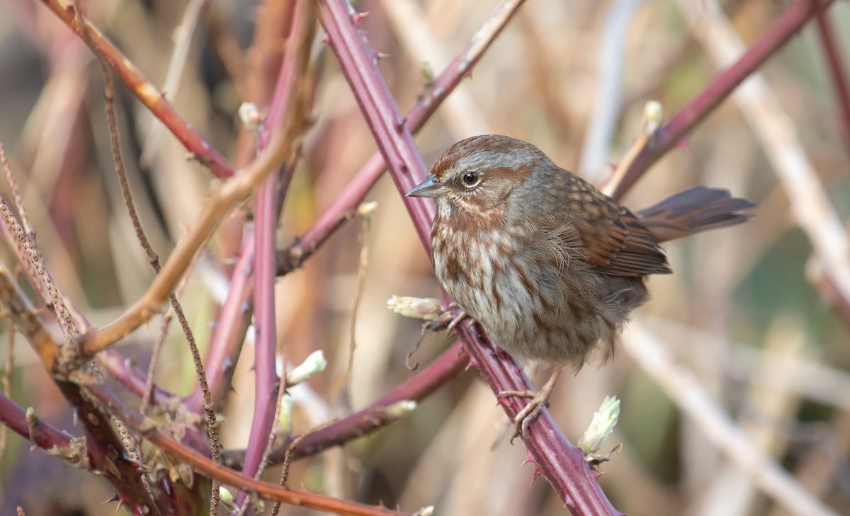 Song Sparrow - ML647668815