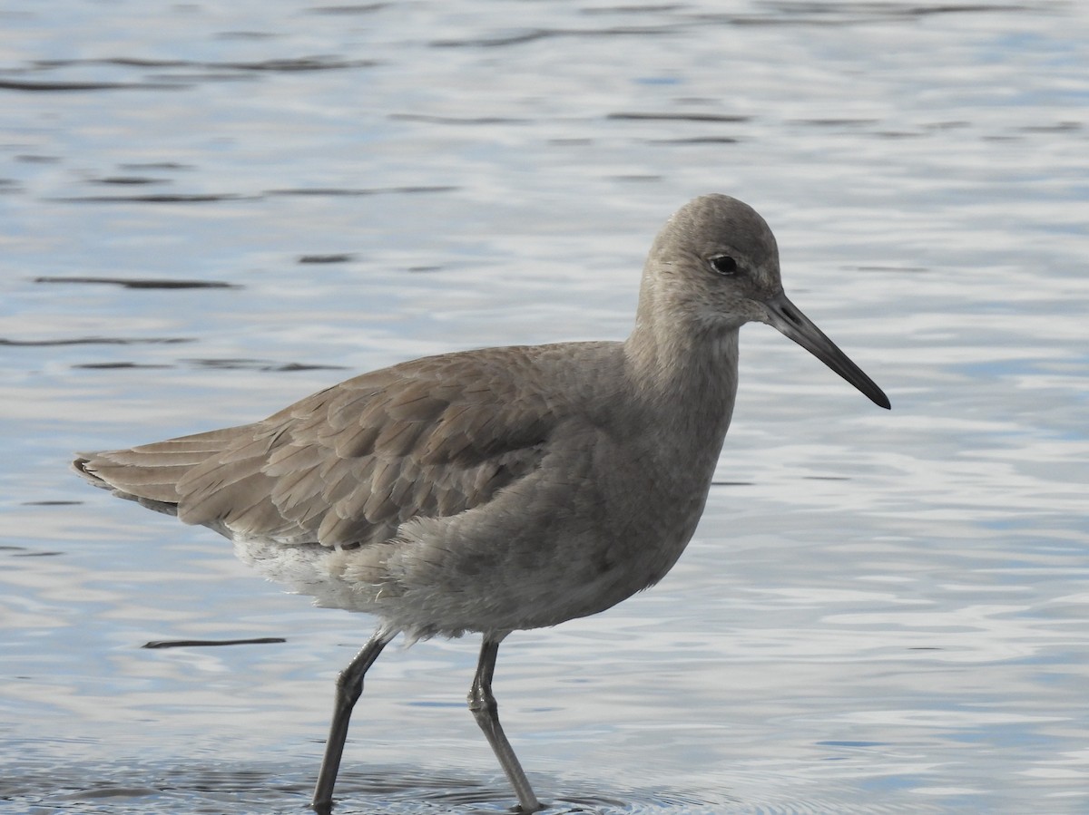 Willet - ML647668816