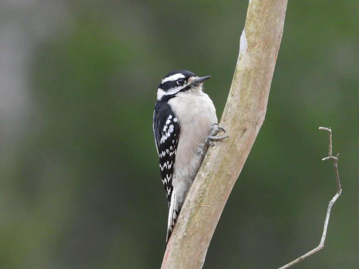 Downy Woodpecker - ML647668819