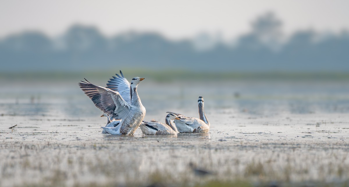 Oie à tête barrée - ML647668821