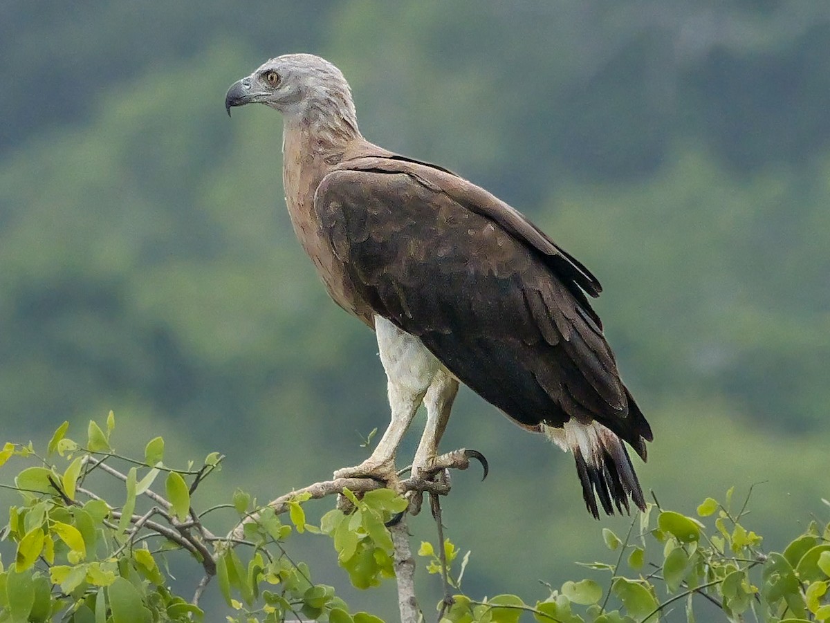 Gray-headed Fish-Eagle - ML647668837