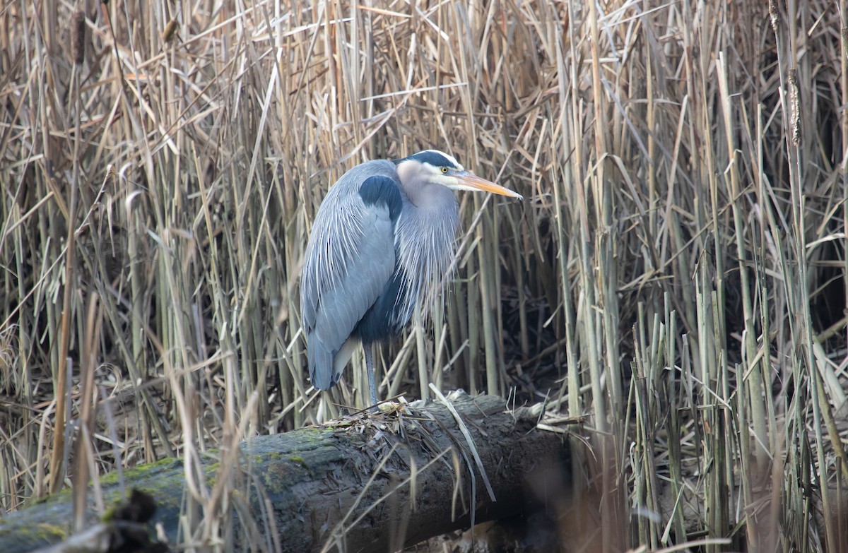 Great Blue Heron - ML647668841