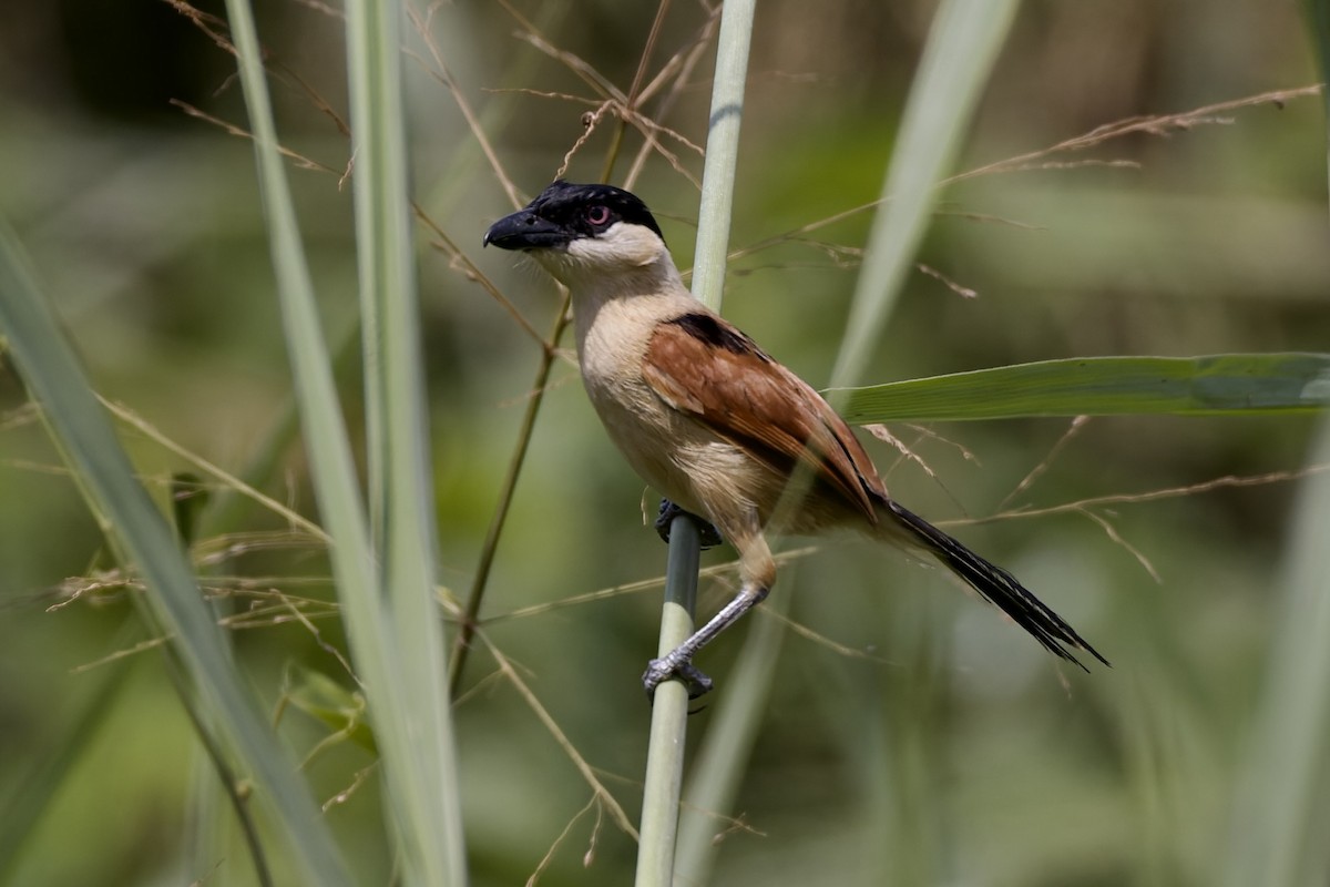 Marsh Tchagra - ML647668842