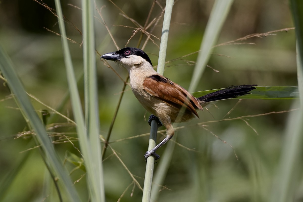 Marsh Tchagra - ML647668843