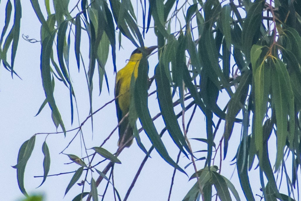 Black-naped Oriole - ML647668844