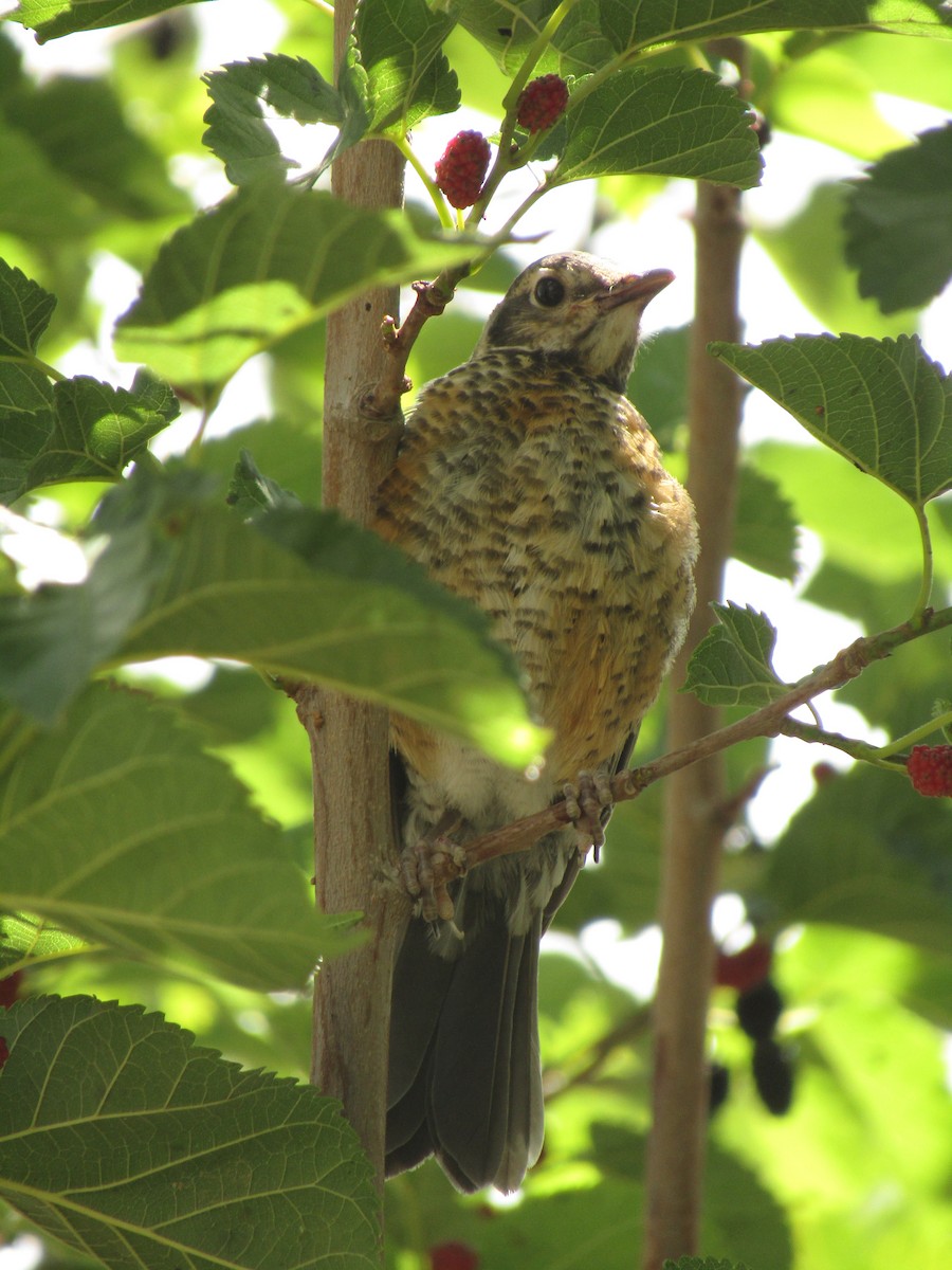 American Robin - ML647668845