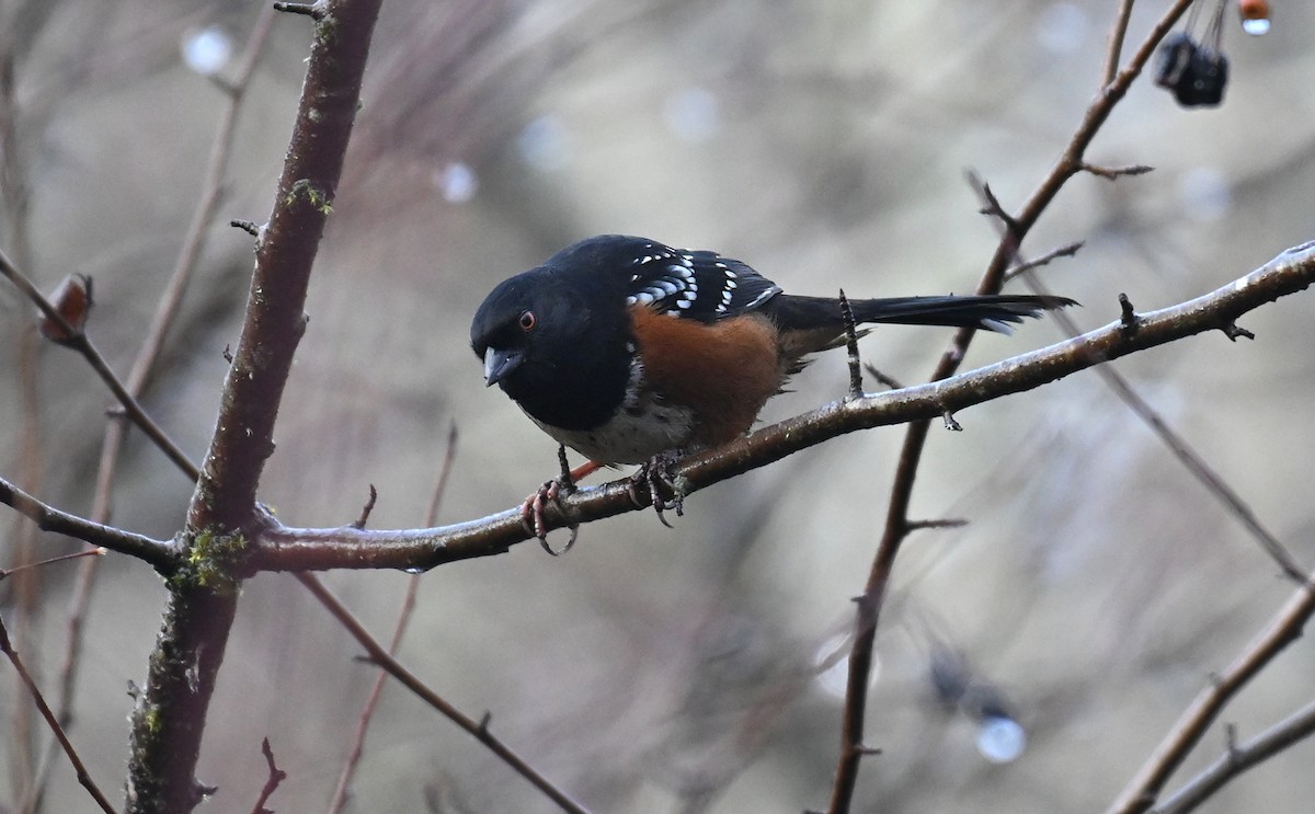 Spotted Towhee (oregonus Group) - ML647668846
