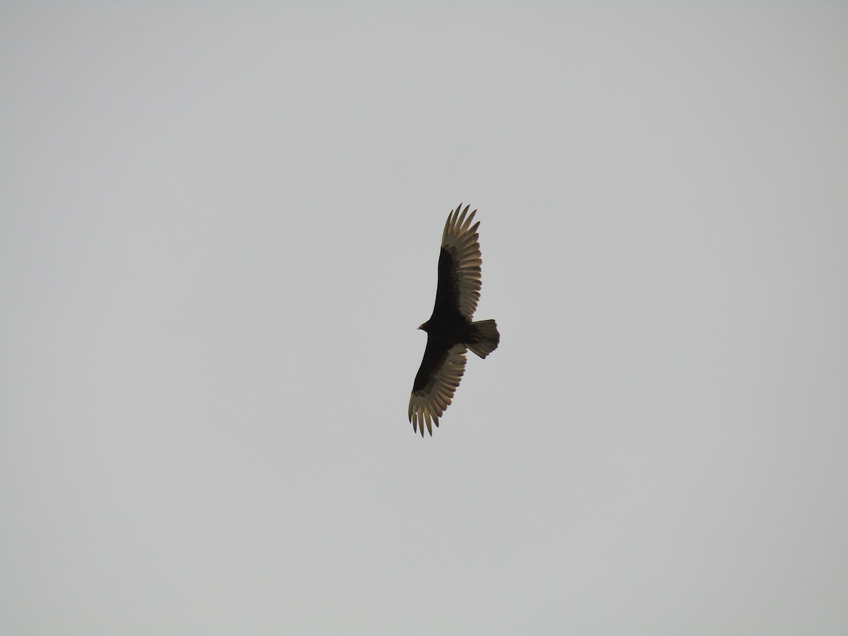 Turkey Vulture - ML647668847