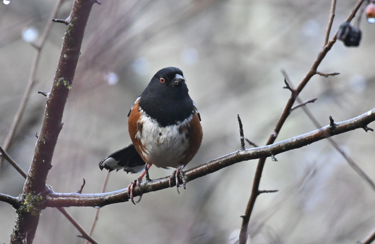 Spotted Towhee (oregonus Group) - ML647668848