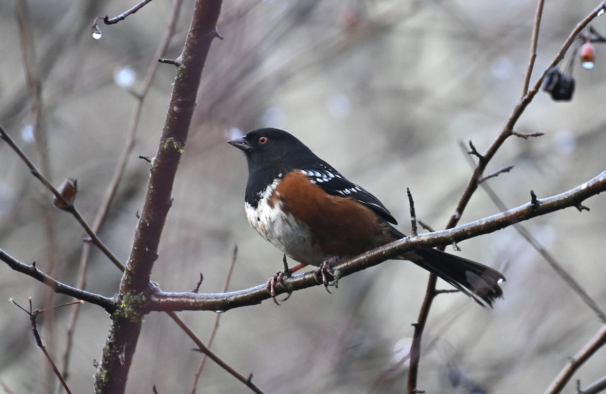 Spotted Towhee (oregonus Group) - ML647668849