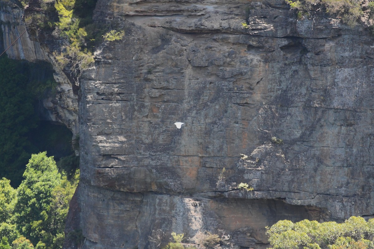Sulphur-crested Cockatoo - ML647668850