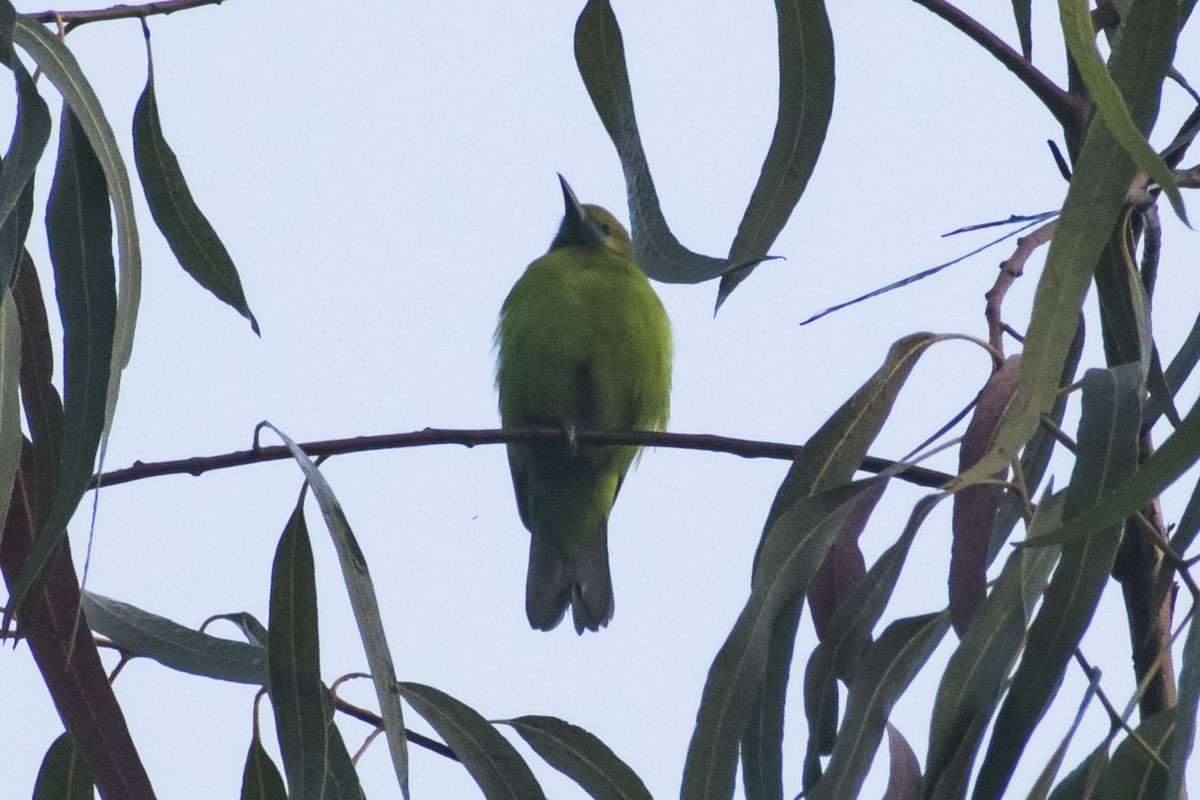 Golden-fronted Leafbird - ML647668852