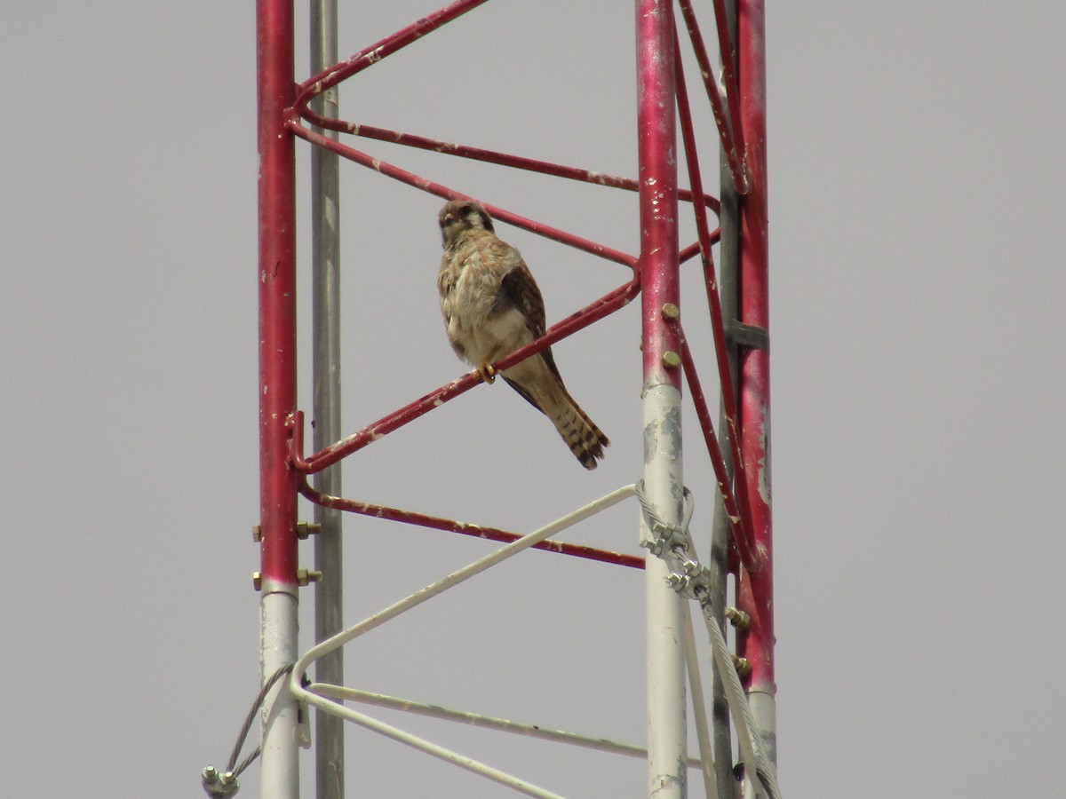 American Kestrel - ML647668853