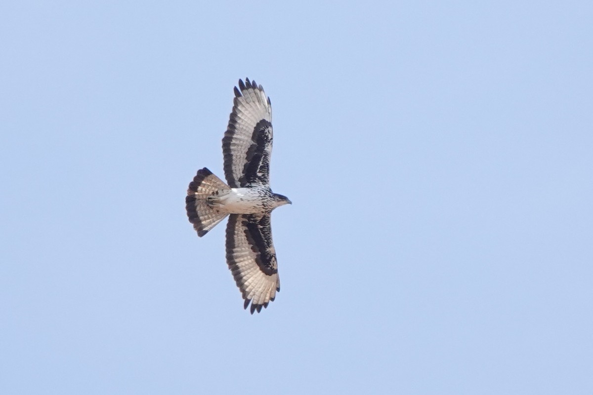 African Hawk-Eagle - ML647668859