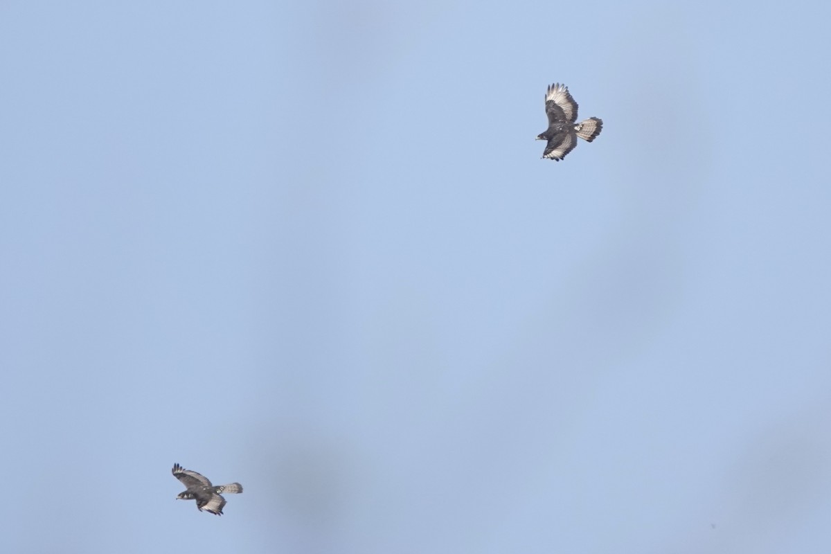 African Hawk-Eagle - ML647668860