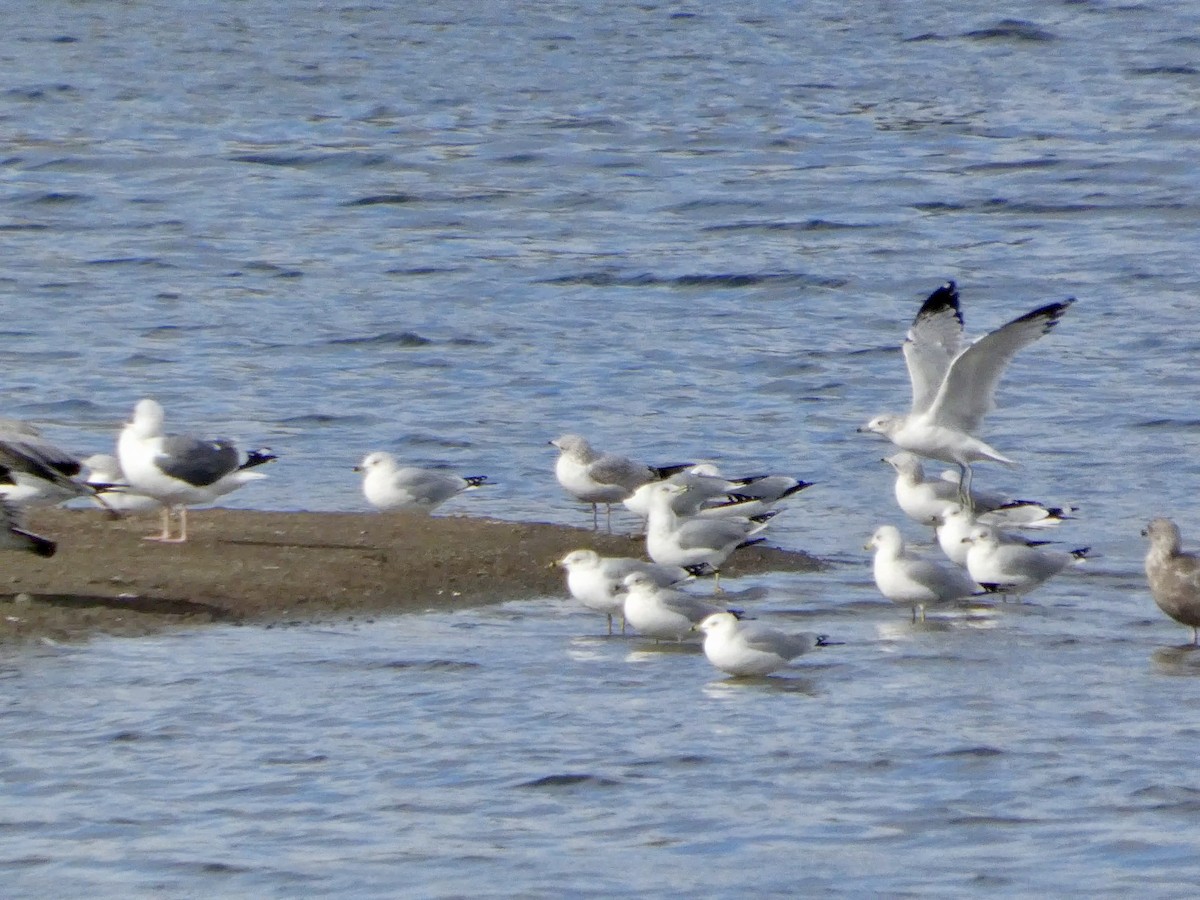 Ring-billed Gull - ML647668861
