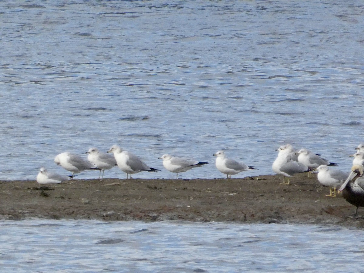 Ring-billed Gull - ML647668862