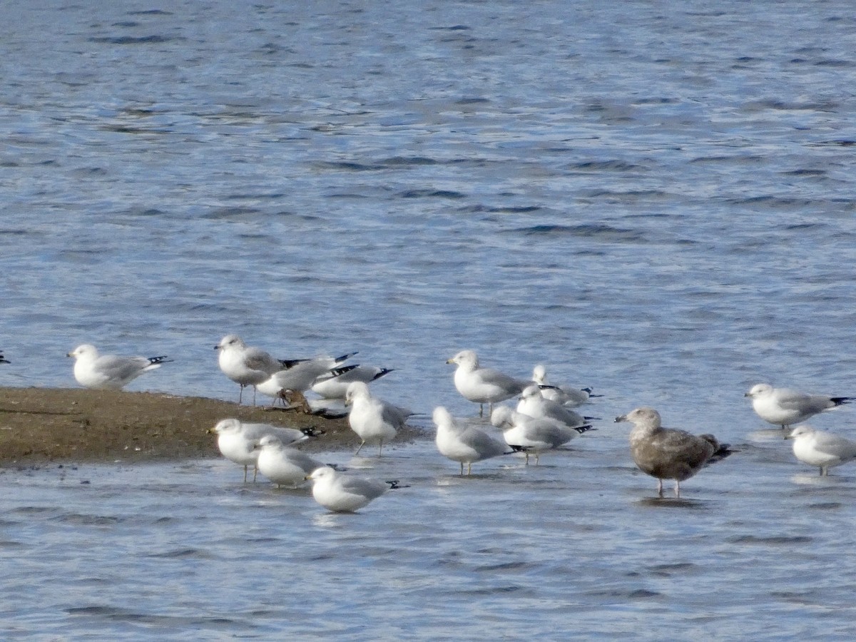 Ring-billed Gull - ML647668863