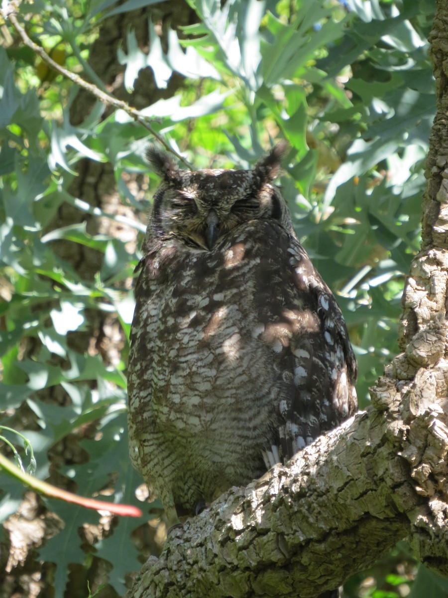 Spotted Eagle-Owl - ML647668864