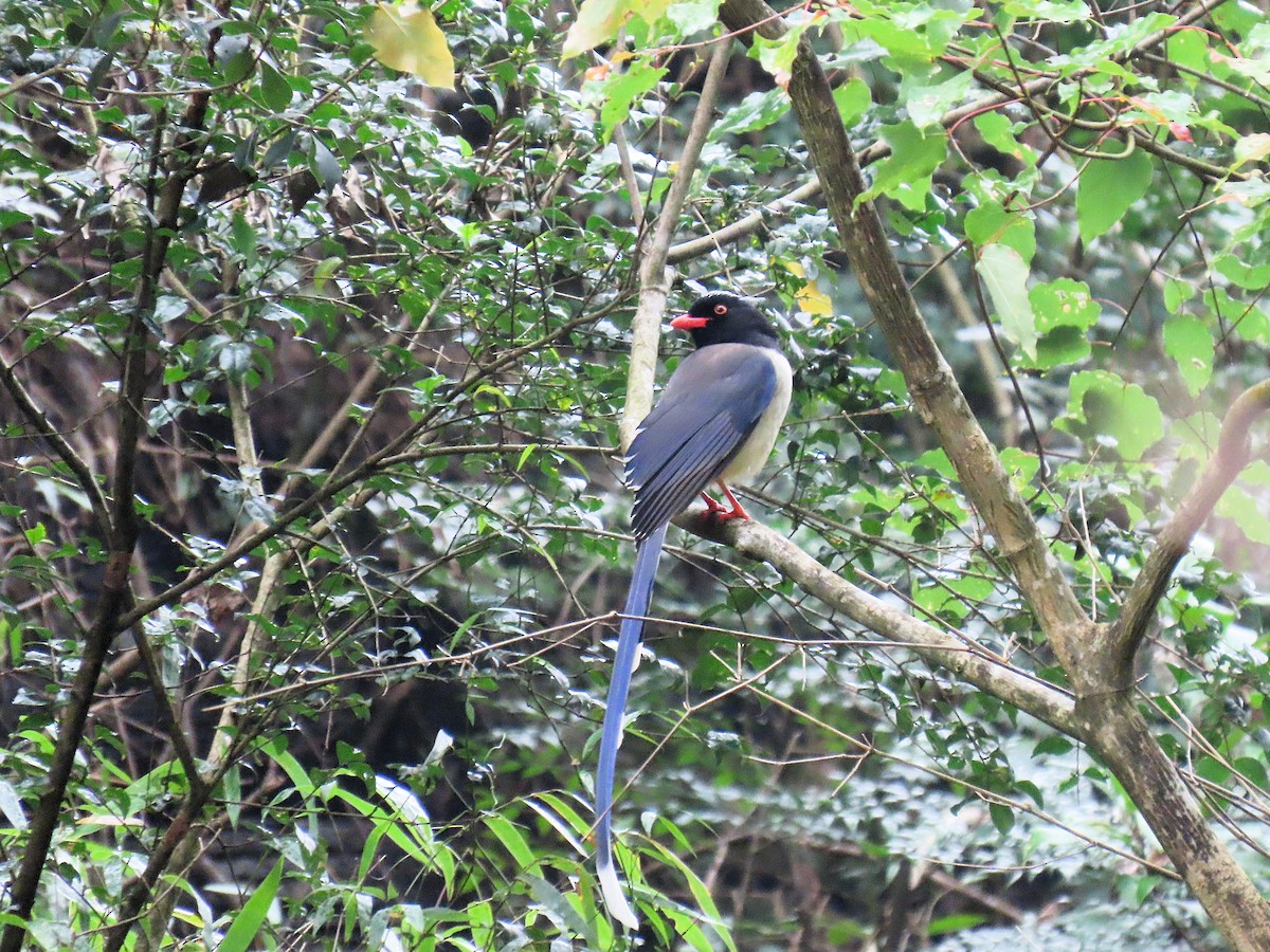 Red-billed Blue-Magpie - ML647668866