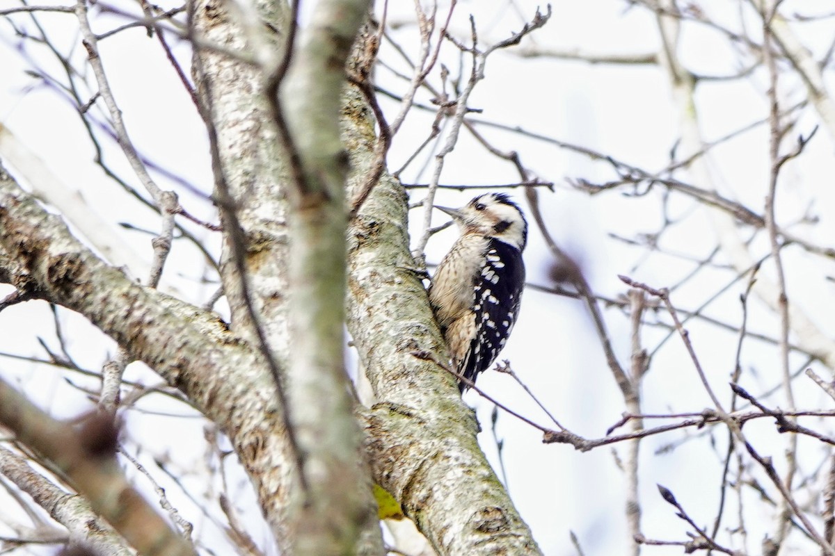 Gray-capped Pygmy Woodpecker - ML647668868