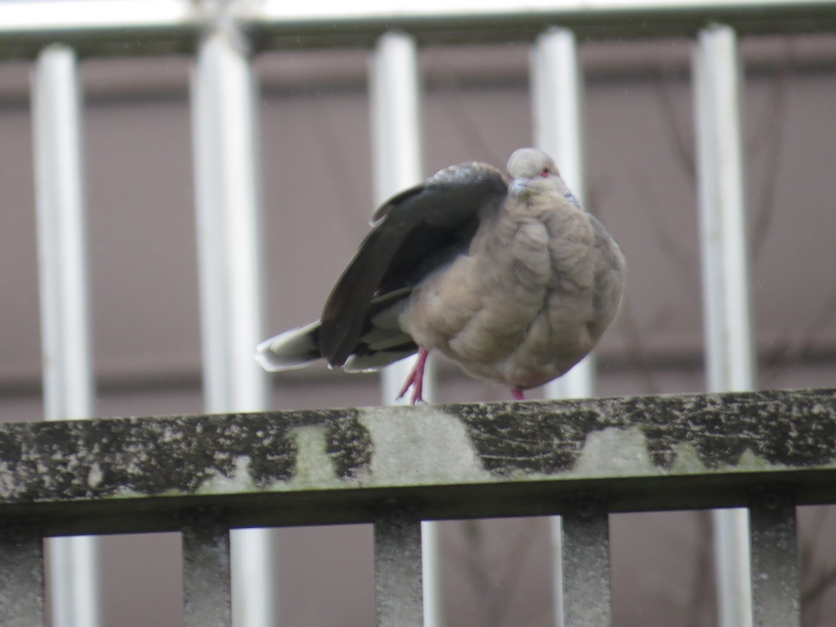 Oriental Turtle-Dove - ML647668869