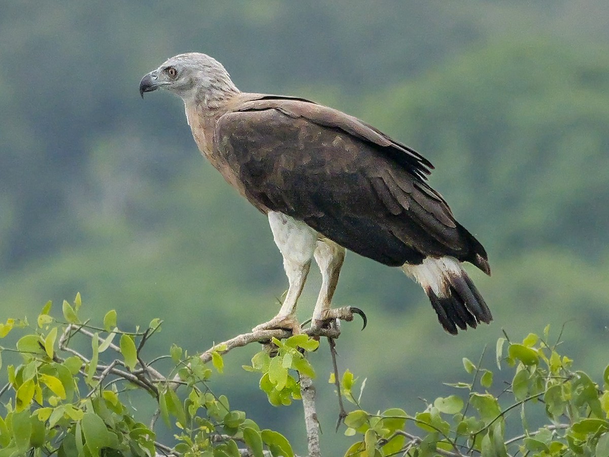 Gray-headed Fish-Eagle - ML647668871