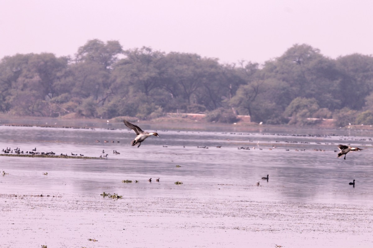 Northern Pintail - ML647668873