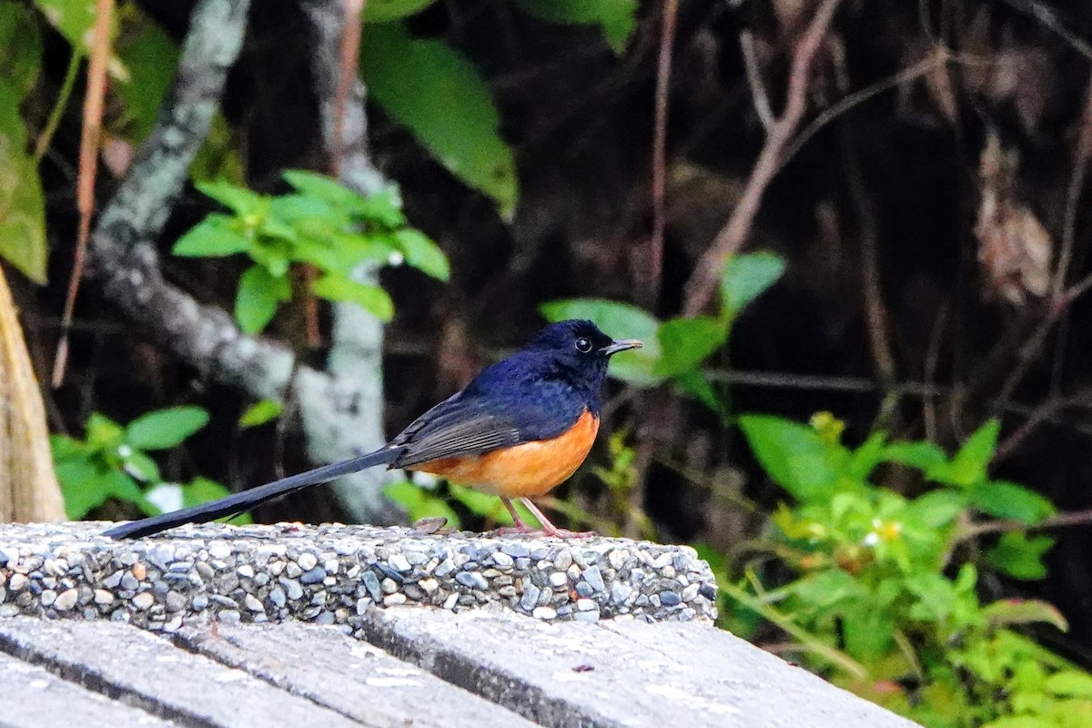 White-rumped Shama - ML647668875
