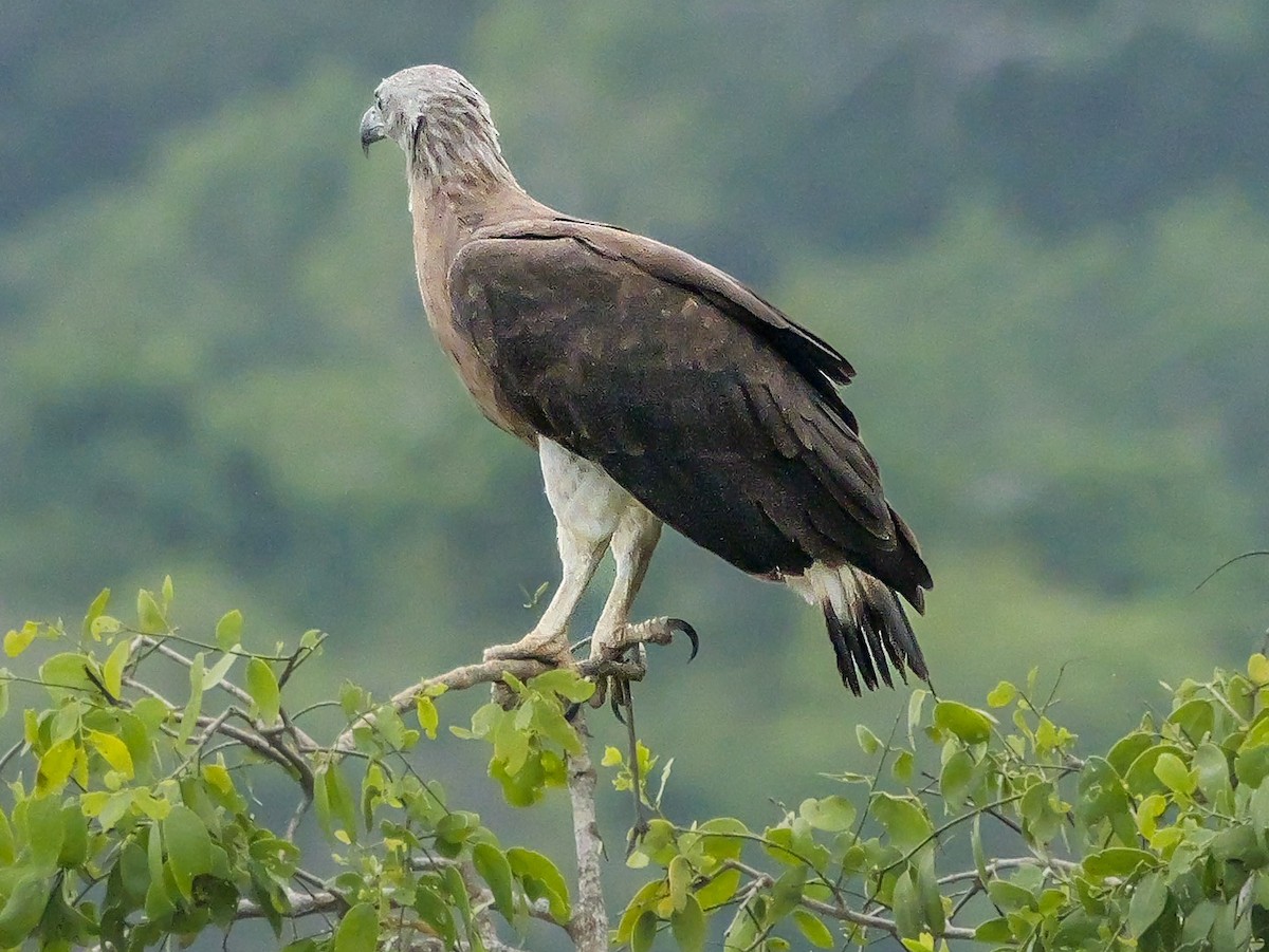 Gray-headed Fish-Eagle - ML647668885