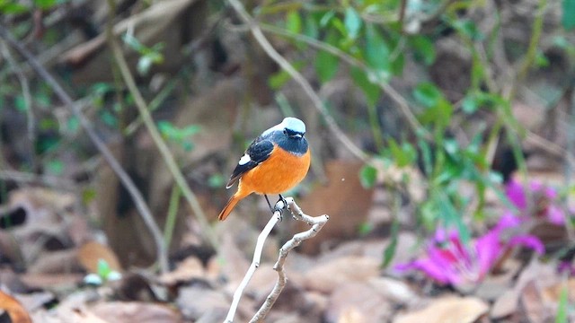 rehek daurský - ML647668896