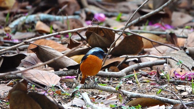 Colirrojo Dáurico - ML647668897