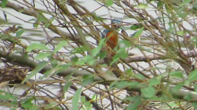 ledňáček říční - ML647668933