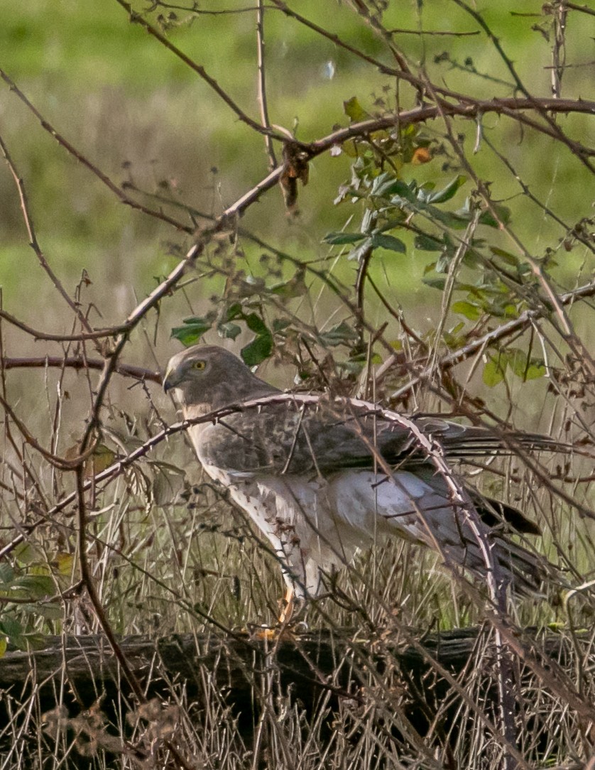 Northern Harrier - ML647668951