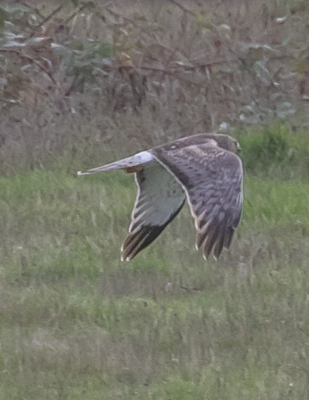 Northern Harrier - ML647668952