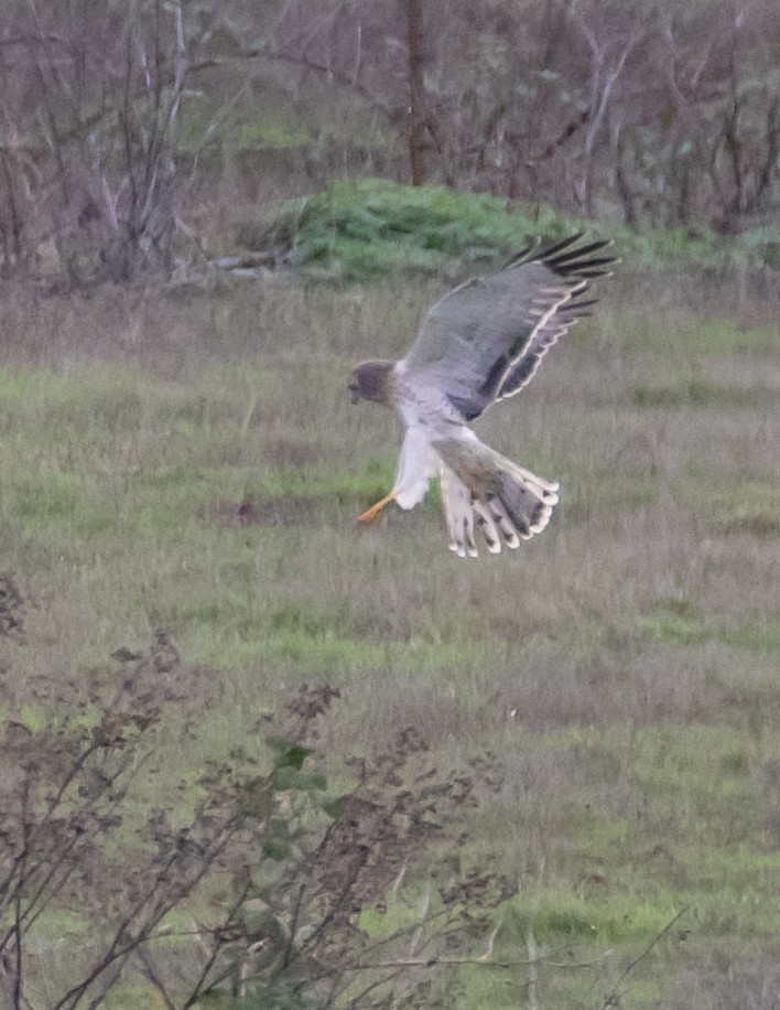 Northern Harrier - ML647668953