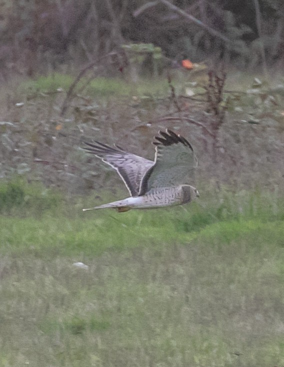 Northern Harrier - ML647668954