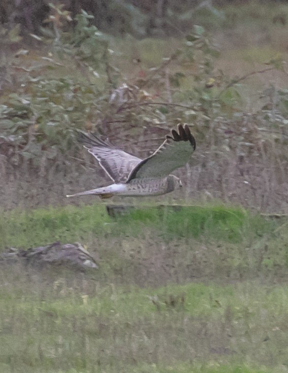 Northern Harrier - ML647668955
