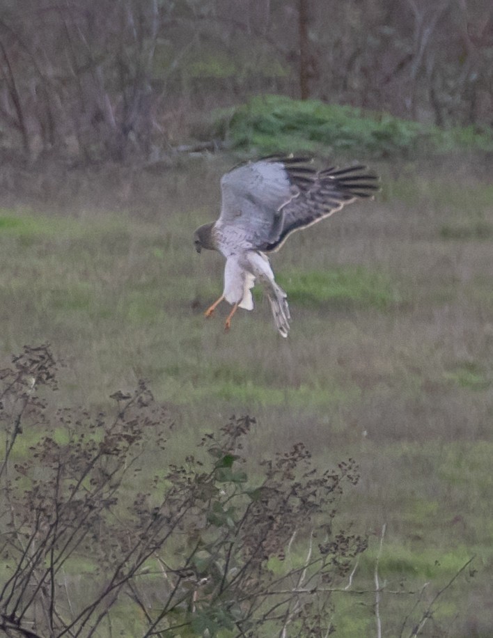 Northern Harrier - ML647668956