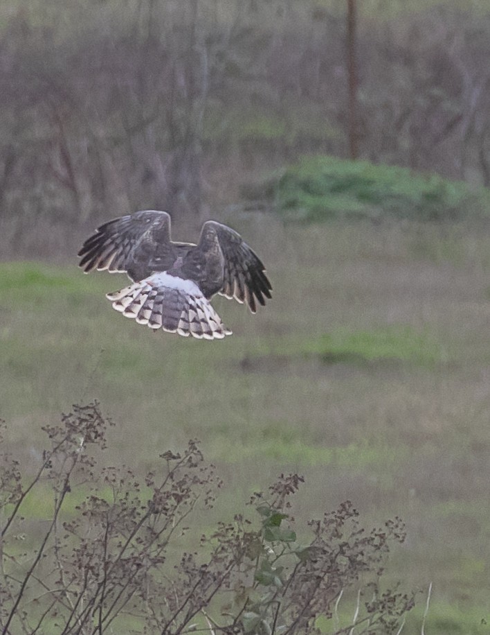 Northern Harrier - ML647668957