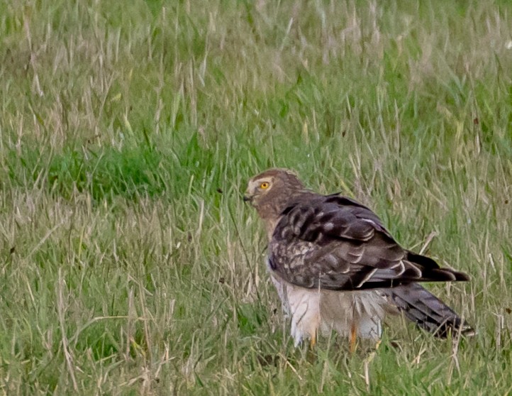 Northern Harrier - ML647668958